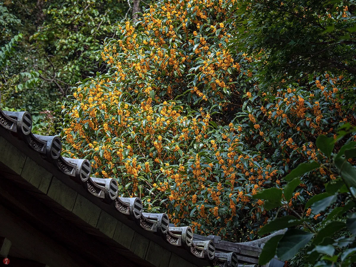 Sân nhà trồng 3 loại cây này: Càng trồng càng thấy nhà ấm, lộc về kín cổng- Ảnh 25. Sân nhà trồng 3 loại cây này: Càng trồng càng thấy nhà ấm, lộc về kín cổng- Ảnh 25.