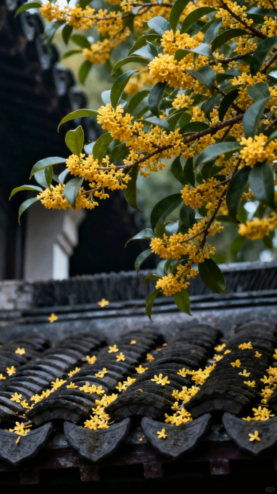 Sân nhà trồng 3 loại cây này: Càng trồng càng thấy nhà ấm, lộc về kín cổng- Ảnh 22. Sân nhà trồng 3 loại cây này: Càng trồng càng thấy nhà ấm, lộc về kín cổng- Ảnh 22.