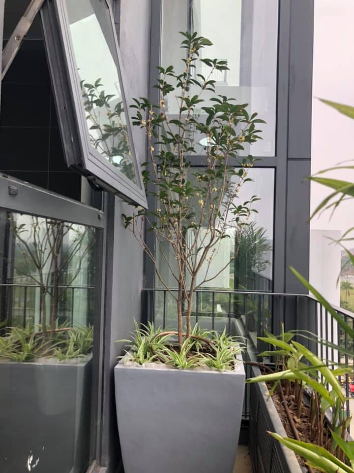 Sân nhà trồng 3 loại cây này: Càng trồng càng thấy nhà ấm, lộc về kín cổng- Ảnh 18. Sân nhà trồng 3 loại cây này: Càng trồng càng thấy nhà ấm, lộc về kín cổng- Ảnh 18.