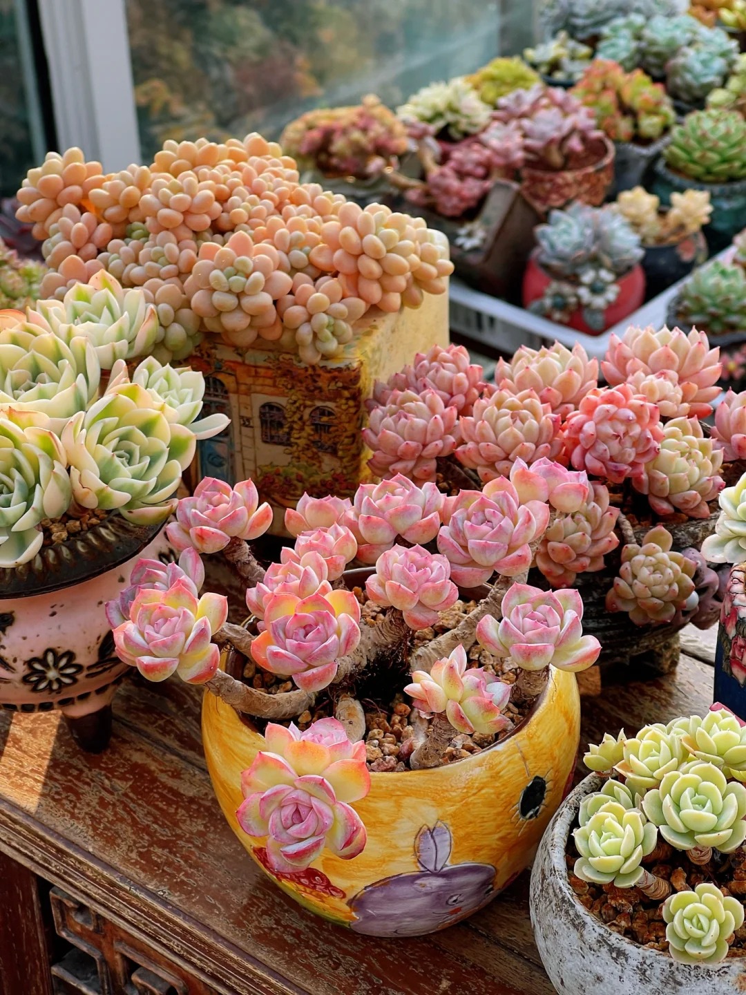 Trồng sen đá, xương rồng là tụ tài hay phá tài? Câu trả lời không chỉ nằm ở cái chậu cây- Ảnh 7. Trồng sen đá, xương rồng là tụ tài hay phá tài? Câu trả lời không chỉ nằm ở cái chậu cây- Ảnh 7.