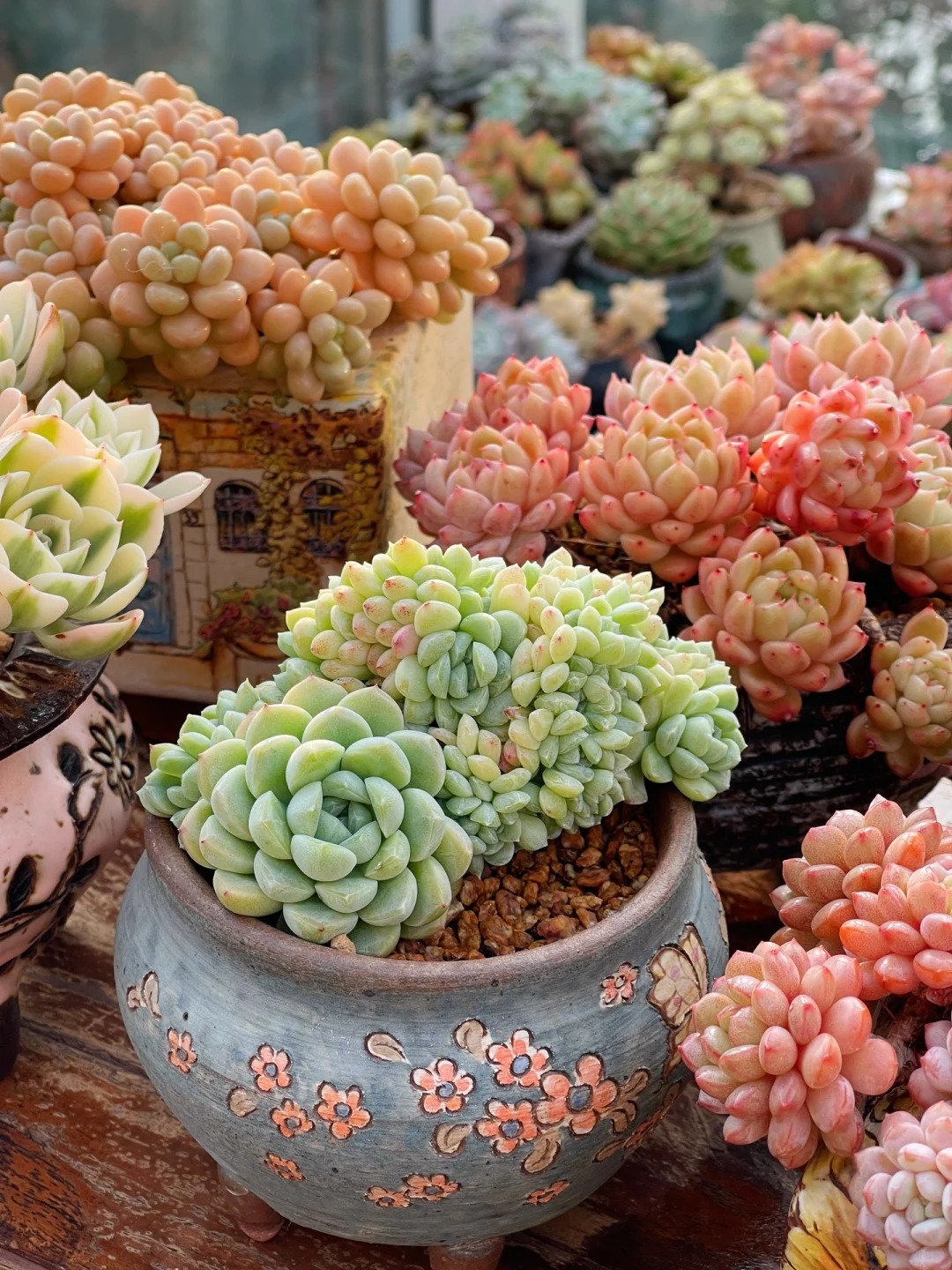 Trồng sen đá, xương rồng là tụ tài hay phá tài? Câu trả lời không chỉ nằm ở cái chậu cây- Ảnh 8. Trồng sen đá, xương rồng là tụ tài hay phá tài? Câu trả lời không chỉ nằm ở cái chậu cây- Ảnh 8.