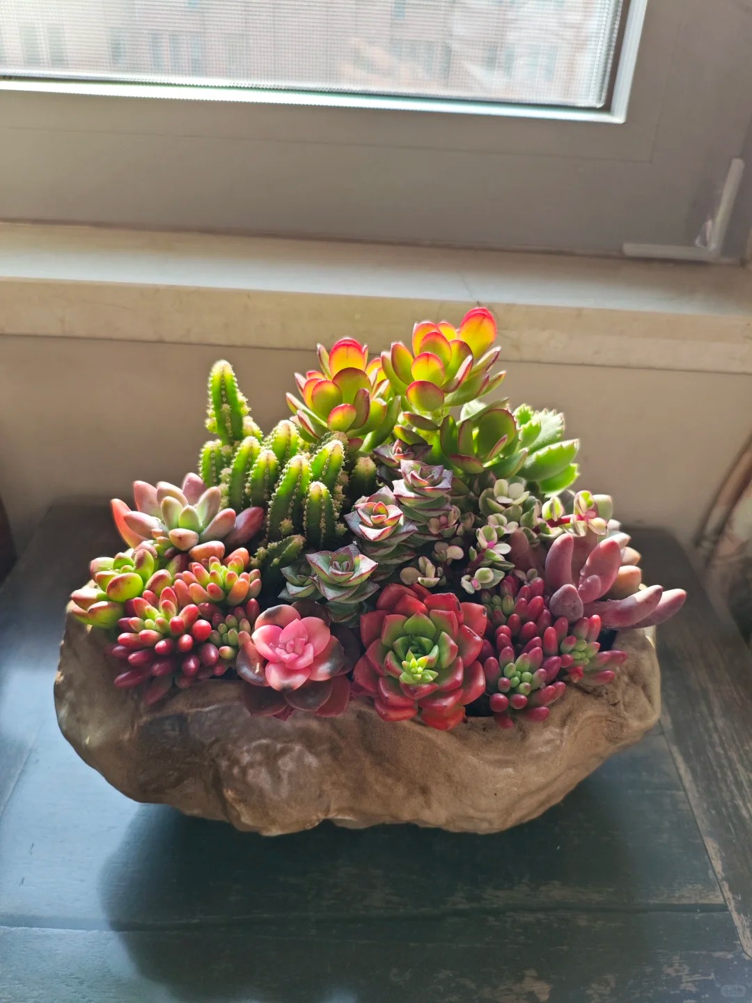 Trồng sen đá, xương rồng là tụ tài hay phá tài? Câu trả lời không chỉ nằm ở cái chậu cây- Ảnh 9. Trồng sen đá, xương rồng là tụ tài hay phá tài? Câu trả lời không chỉ nằm ở cái chậu cây- Ảnh 9.