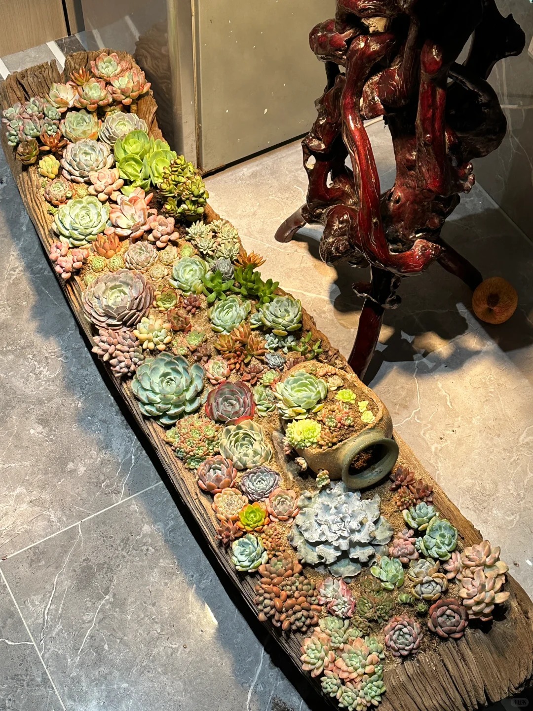 Trồng sen đá, xương rồng là tụ tài hay phá tài? Câu trả lời không chỉ nằm ở cái chậu cây- Ảnh 3. Trồng sen đá, xương rồng là tụ tài hay phá tài? Câu trả lời không chỉ nằm ở cái chậu cây- Ảnh 3.