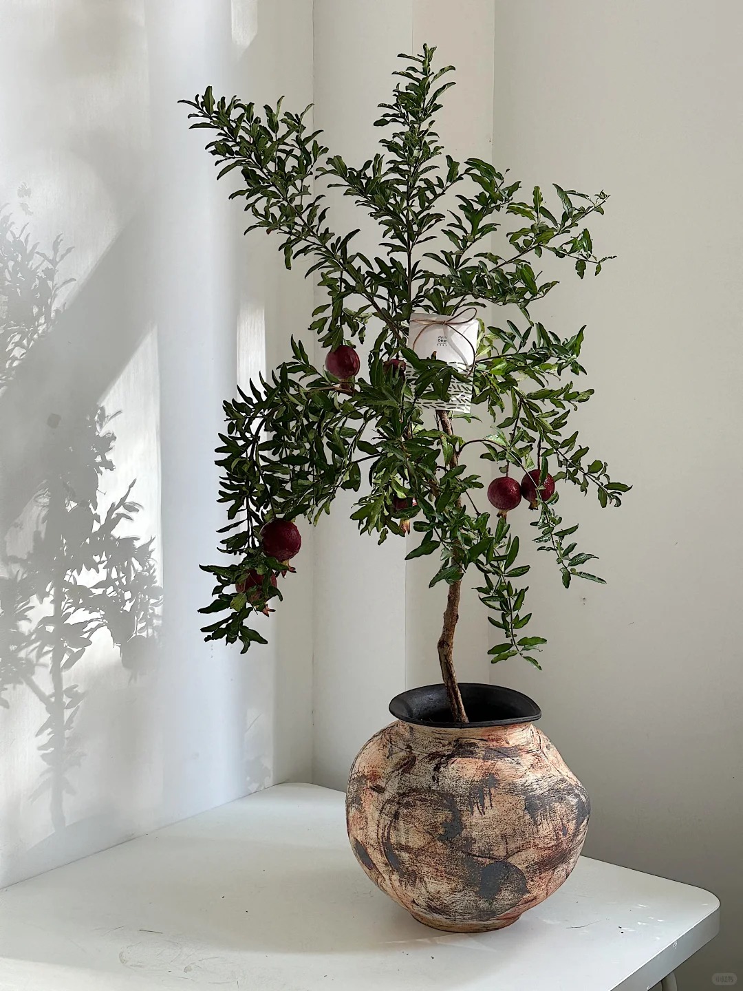 Sân nhà trồng 3 loại cây này: Càng trồng càng thấy nhà ấm, lộc về kín cổng- Ảnh 14. Sân nhà trồng 3 loại cây này: Càng trồng càng thấy nhà ấm, lộc về kín cổng- Ảnh 14.