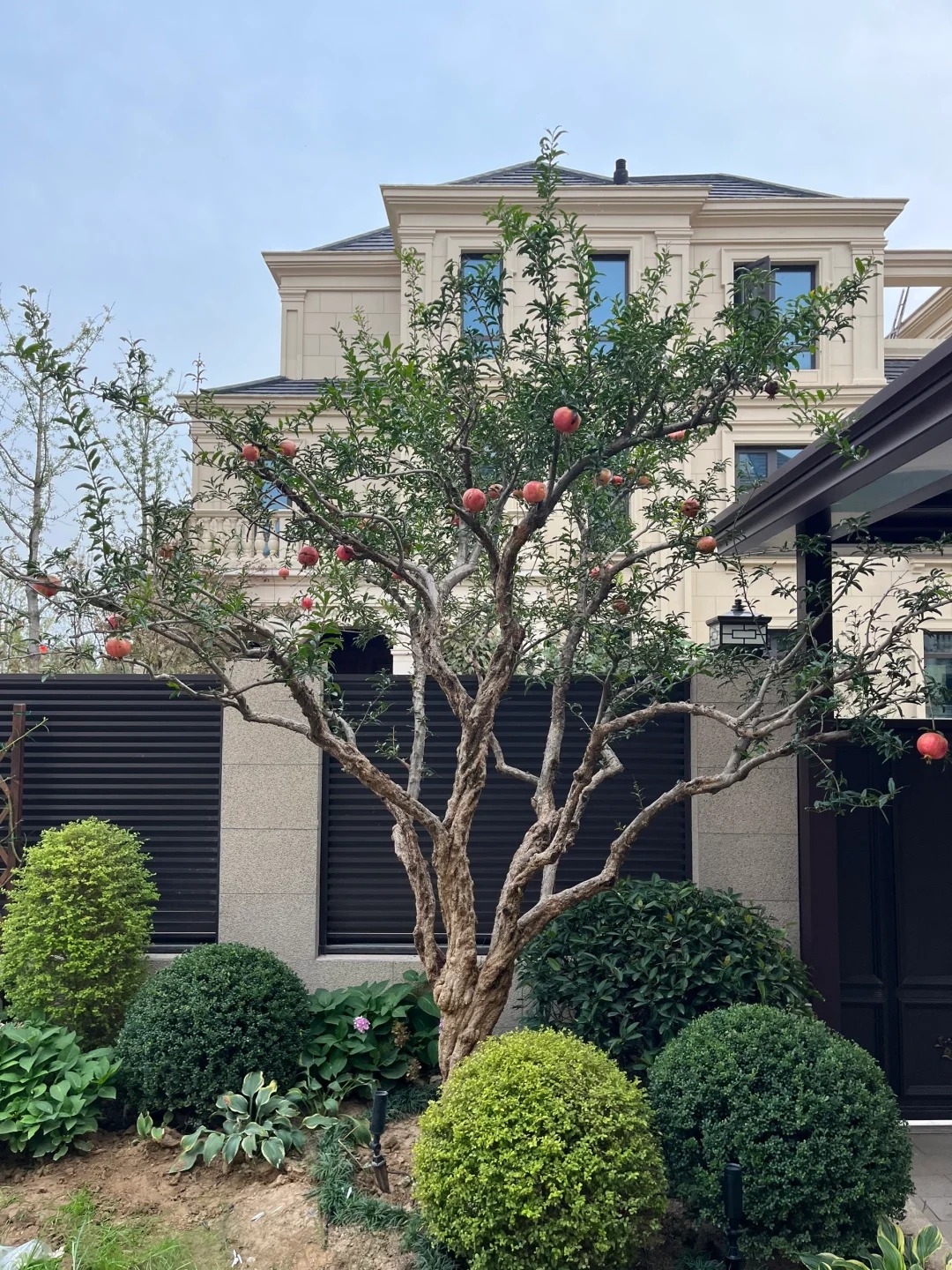 Sân nhà trồng 3 loại cây này: Càng trồng càng thấy nhà ấm, lộc về kín cổng- Ảnh 7. Sân nhà trồng 3 loại cây này: Càng trồng càng thấy nhà ấm, lộc về kín cổng- Ảnh 7.