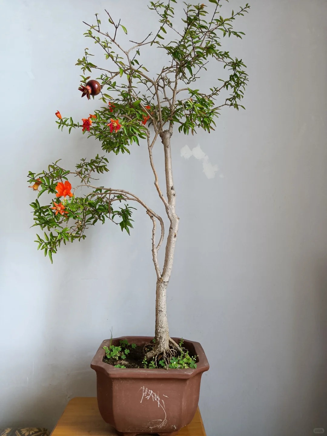 Sân nhà trồng 3 loại cây này: Càng trồng càng thấy nhà ấm, lộc về kín cổng- Ảnh 16. Sân nhà trồng 3 loại cây này: Càng trồng càng thấy nhà ấm, lộc về kín cổng- Ảnh 16.