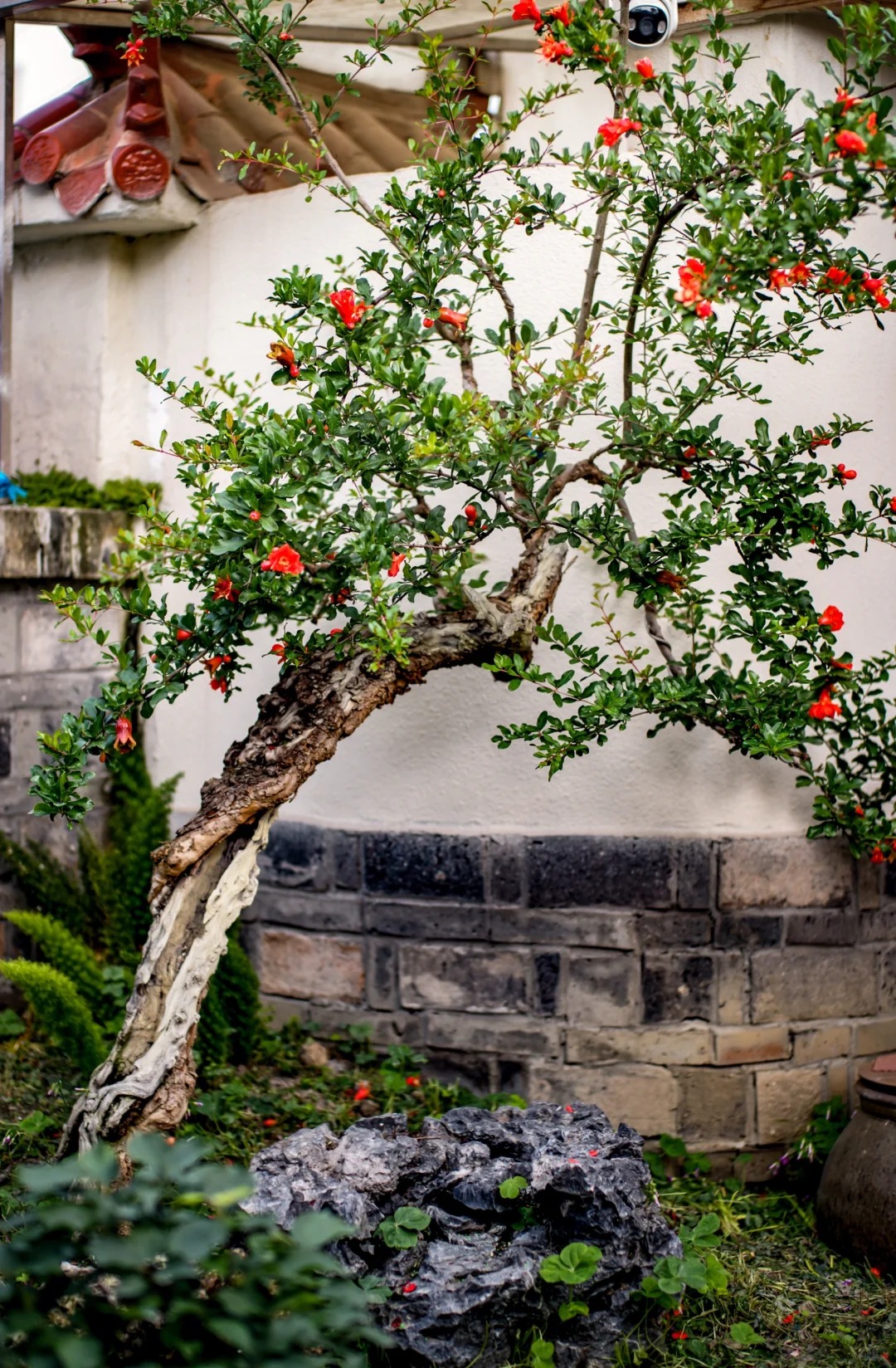 Sân nhà trồng 3 loại cây này: Càng trồng càng thấy nhà ấm, lộc về kín cổng- Ảnh 9. Sân nhà trồng 3 loại cây này: Càng trồng càng thấy nhà ấm, lộc về kín cổng- Ảnh 9.