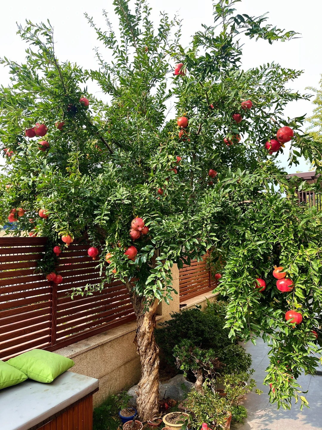 Sân nhà trồng 3 loại cây này: Càng trồng càng thấy nhà ấm, lộc về kín cổng- Ảnh 10. Sân nhà trồng 3 loại cây này: Càng trồng càng thấy nhà ấm, lộc về kín cổng- Ảnh 10.