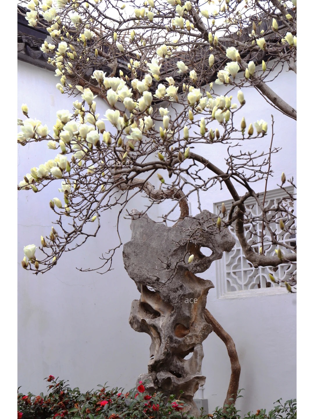 Sân nhà trồng 3 loại cây này: Càng trồng càng thấy nhà ấm, lộc về kín cổng- Ảnh 3. Sân nhà trồng 3 loại cây này: Càng trồng càng thấy nhà ấm, lộc về kín cổng- Ảnh 3.