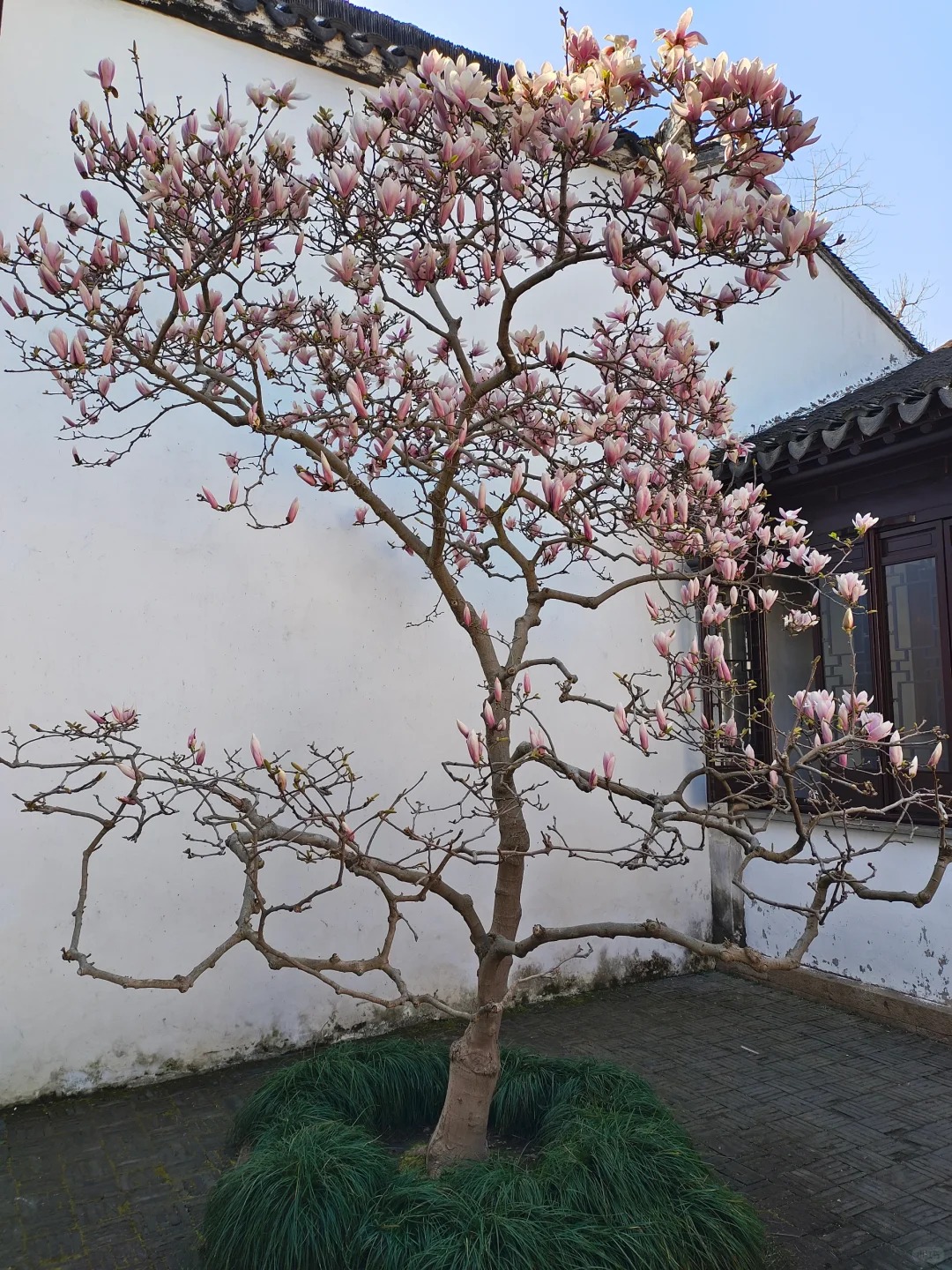 Sân nhà trồng 3 loại cây này: Càng trồng càng thấy nhà ấm, lộc về kín cổng- Ảnh 4. Sân nhà trồng 3 loại cây này: Càng trồng càng thấy nhà ấm, lộc về kín cổng- Ảnh 4.