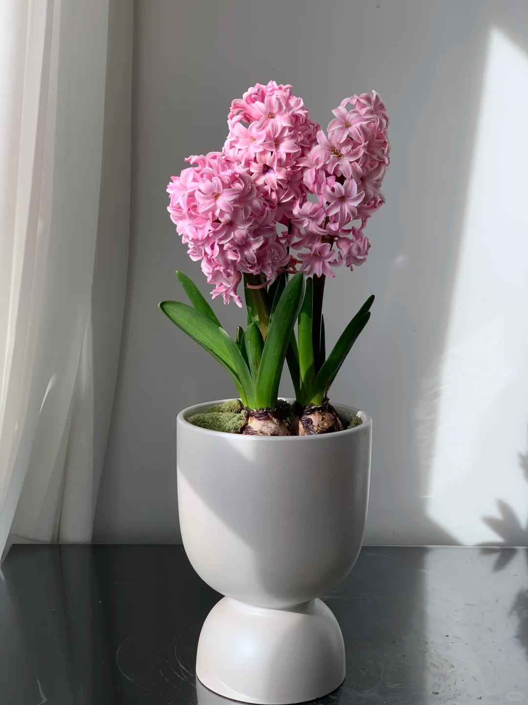 Nhiều chị em đang kháo nhau: Tết này nhất định phải trồng một chậu “hoa của các vị thần”, vừa thơm nhà vừa sang chảnh- Ảnh 16. Nhiều chị em đang kháo nhau: Tết này nhất định phải trồng một chậu “hoa của các vị thần”, vừa thơm nhà vừa sang chảnh- Ảnh 16.