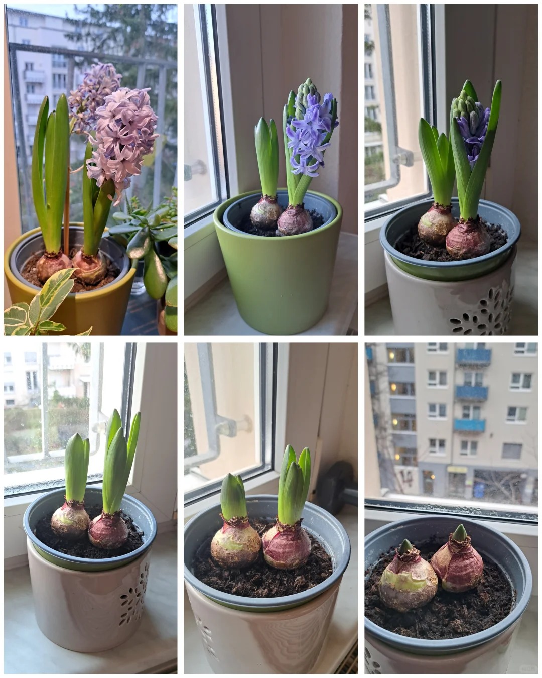 Nhiều chị em đang kháo nhau: Tết này nhất định phải trồng một chậu “hoa của các vị thần”, vừa thơm nhà vừa sang chảnh- Ảnh 27. Nhiều chị em đang kháo nhau: Tết này nhất định phải trồng một chậu “hoa của các vị thần”, vừa thơm nhà vừa sang chảnh- Ảnh 27.