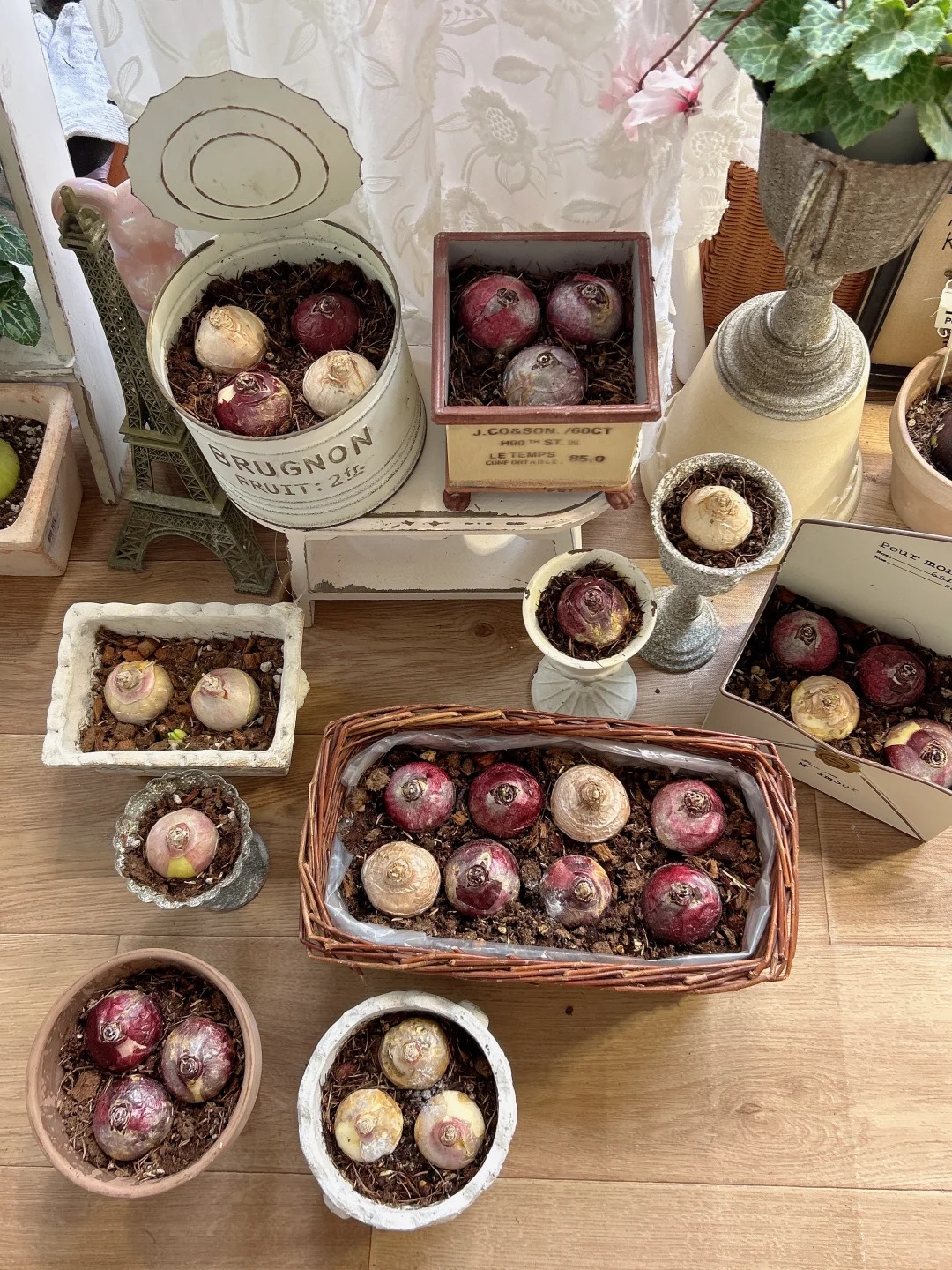 Nhiều chị em đang kháo nhau: Tết này nhất định phải trồng một chậu “hoa của các vị thần”, vừa thơm nhà vừa sang chảnh- Ảnh 28. Nhiều chị em đang kháo nhau: Tết này nhất định phải trồng một chậu “hoa của các vị thần”, vừa thơm nhà vừa sang chảnh- Ảnh 28.