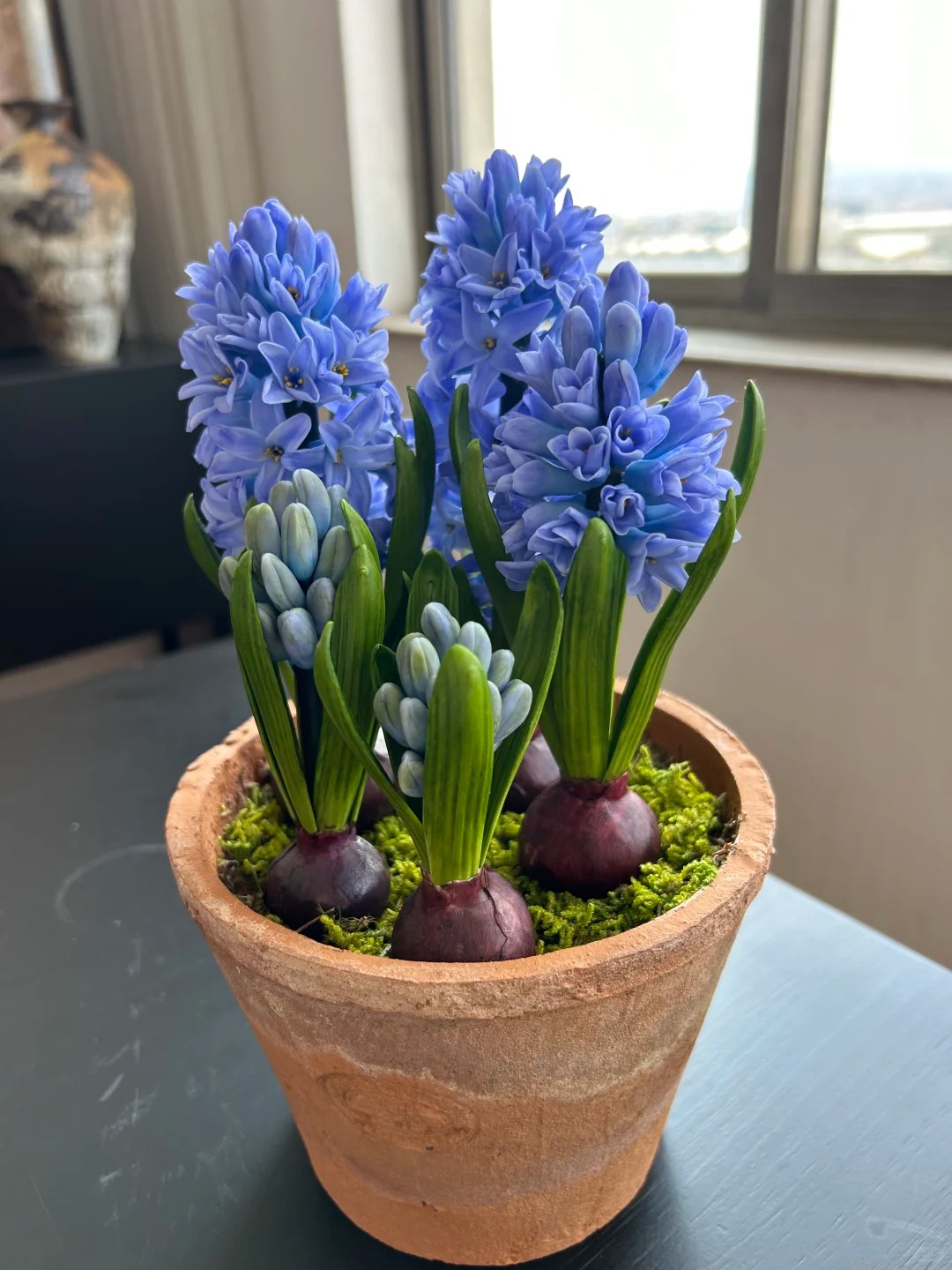 Nhiều chị em đang kháo nhau: Tết này nhất định phải trồng một chậu “hoa của các vị thần”, vừa thơm nhà vừa sang chảnh- Ảnh 8. Nhiều chị em đang kháo nhau: Tết này nhất định phải trồng một chậu “hoa của các vị thần”, vừa thơm nhà vừa sang chảnh- Ảnh 8.