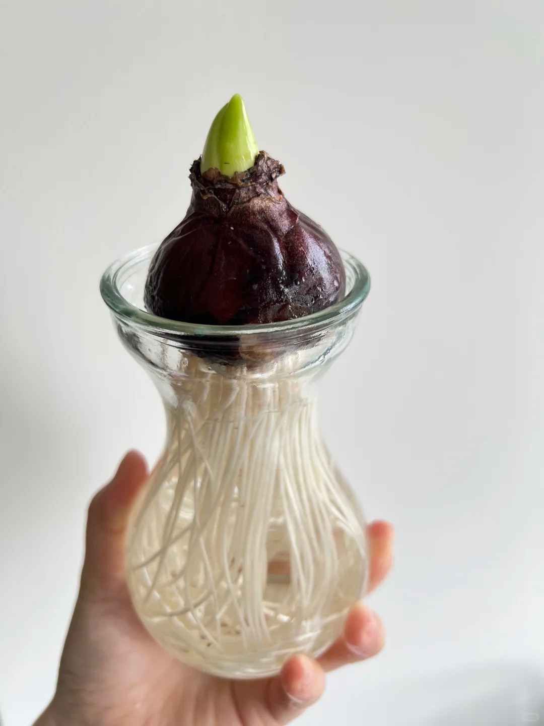 Nhiều chị em đang kháo nhau: Tết này nhất định phải trồng một chậu “hoa của các vị thần”, vừa thơm nhà vừa sang chảnh- Ảnh 21. Nhiều chị em đang kháo nhau: Tết này nhất định phải trồng một chậu “hoa của các vị thần”, vừa thơm nhà vừa sang chảnh- Ảnh 21.