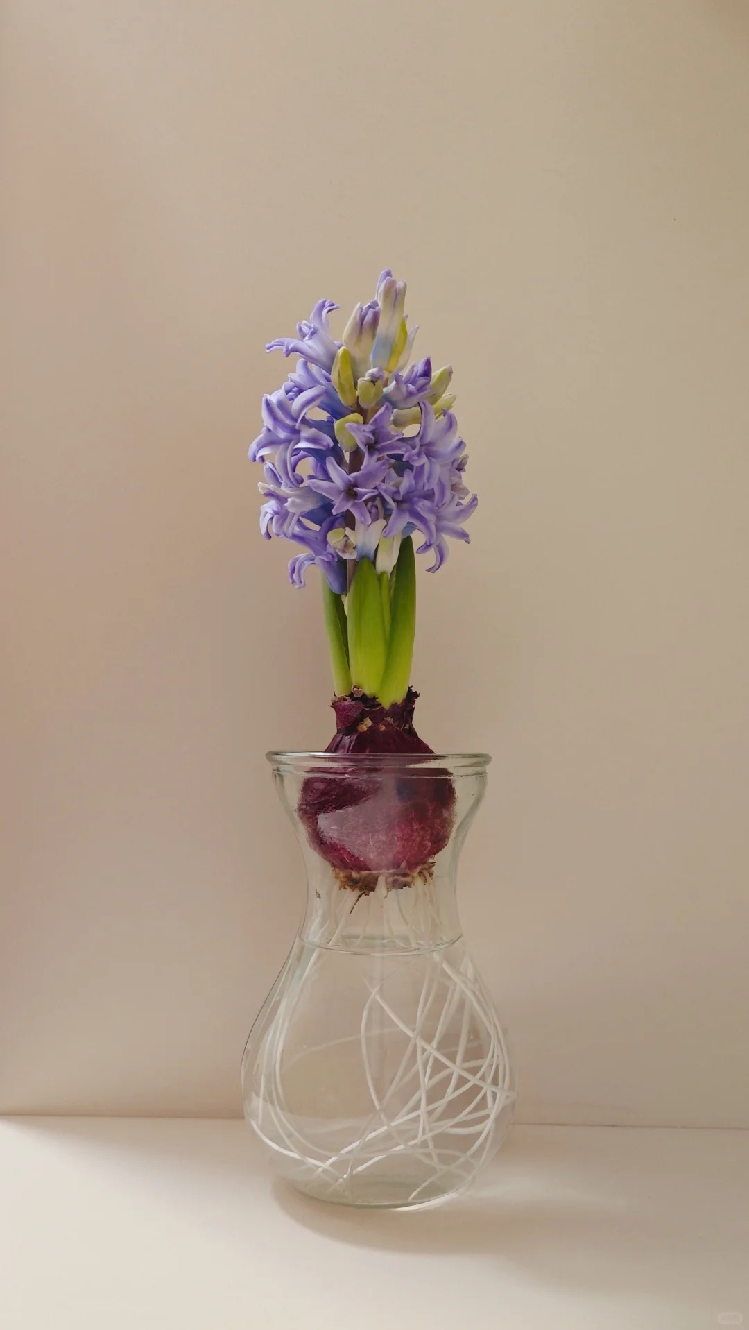 Nhiều chị em đang kháo nhau: Tết này nhất định phải trồng một chậu “hoa của các vị thần”, vừa thơm nhà vừa sang chảnh- Ảnh 22. Nhiều chị em đang kháo nhau: Tết này nhất định phải trồng một chậu “hoa của các vị thần”, vừa thơm nhà vừa sang chảnh- Ảnh 22.