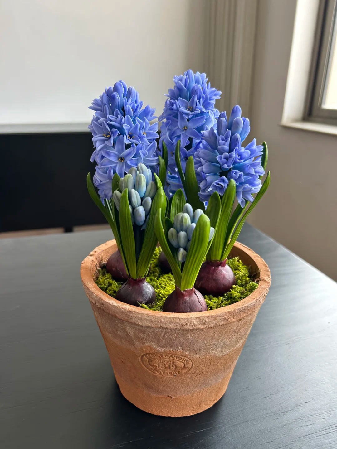 Nhiều chị em đang kháo nhau: Tết này nhất định phải trồng một chậu “hoa của các vị thần”, vừa thơm nhà vừa sang chảnh- Ảnh 9. Nhiều chị em đang kháo nhau: Tết này nhất định phải trồng một chậu “hoa của các vị thần”, vừa thơm nhà vừa sang chảnh- Ảnh 9.