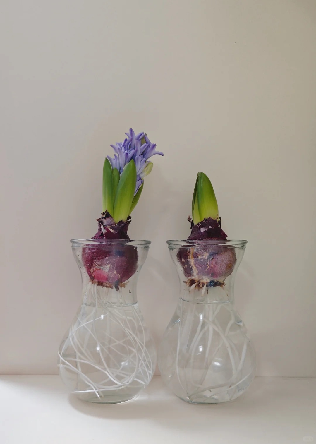 Nhiều chị em đang kháo nhau: Tết này nhất định phải trồng một chậu “hoa của các vị thần”, vừa thơm nhà vừa sang chảnh- Ảnh 23. Nhiều chị em đang kháo nhau: Tết này nhất định phải trồng một chậu “hoa của các vị thần”, vừa thơm nhà vừa sang chảnh- Ảnh 23.