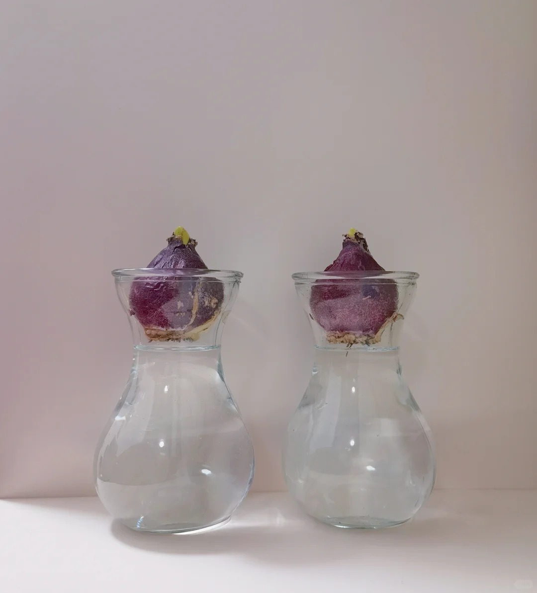 Nhiều chị em đang kháo nhau: Tết này nhất định phải trồng một chậu “hoa của các vị thần”, vừa thơm nhà vừa sang chảnh- Ảnh 25. Nhiều chị em đang kháo nhau: Tết này nhất định phải trồng một chậu “hoa của các vị thần”, vừa thơm nhà vừa sang chảnh- Ảnh 25.