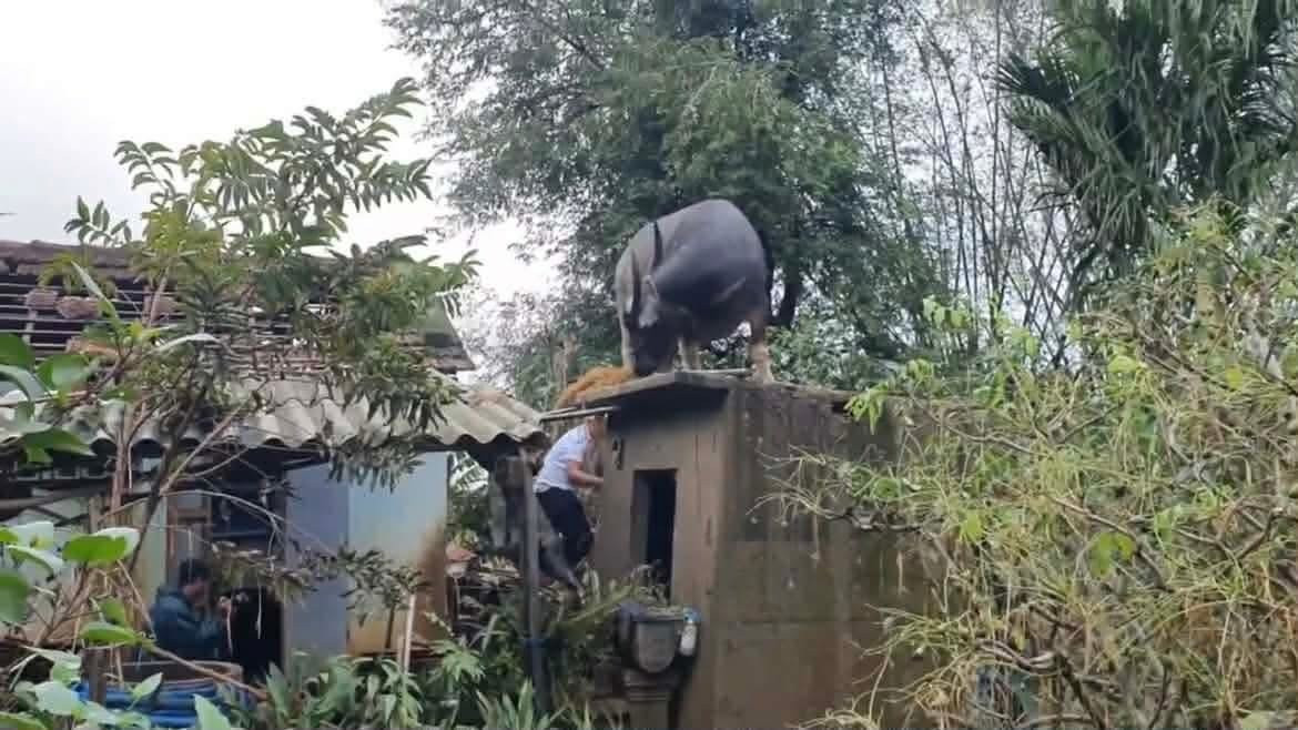 Hy hữu: Trâu 'chờ' chủ trên mái nhà sau lũ- Ảnh 1.