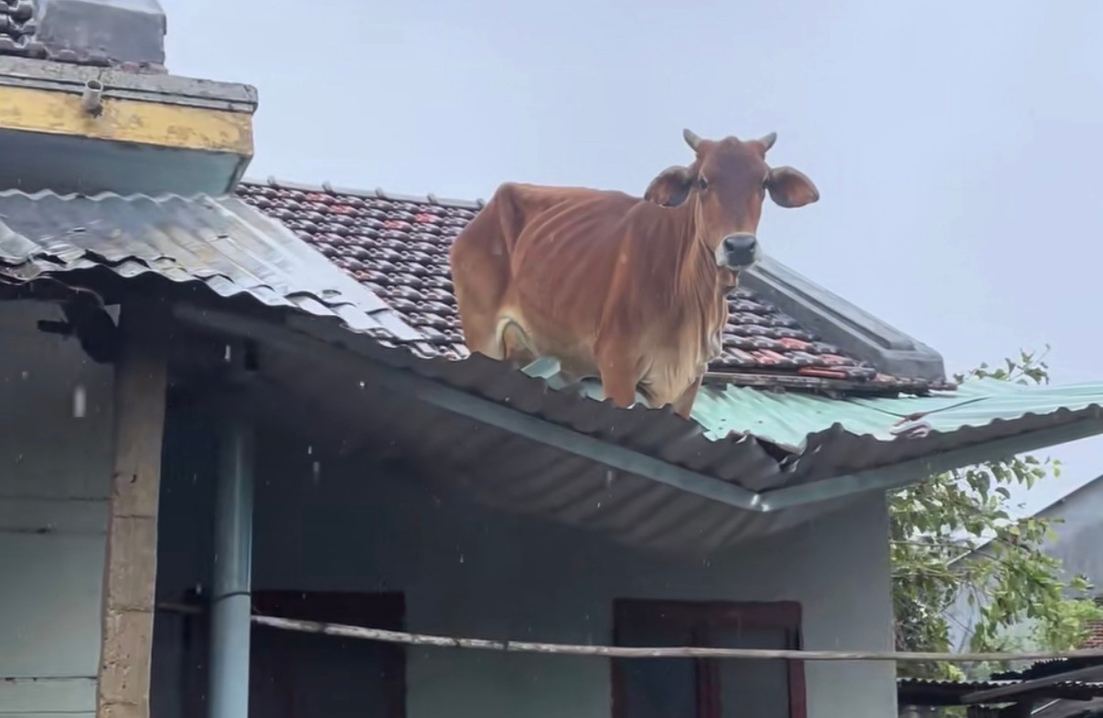 Hy hữu: Trâu 'chờ' chủ trên mái nhà sau lũ- Ảnh 2.