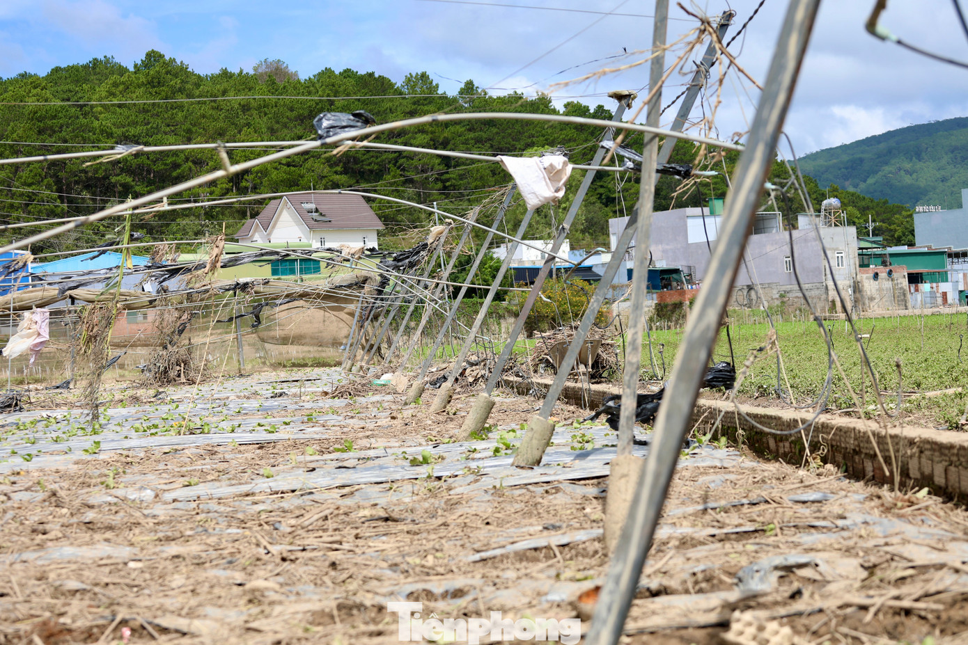 Tan hoang thủ phủ rau Lâm Đồng- Ảnh 5. Tan hoang thủ phủ rau Lâm Đồng- Ảnh 5.