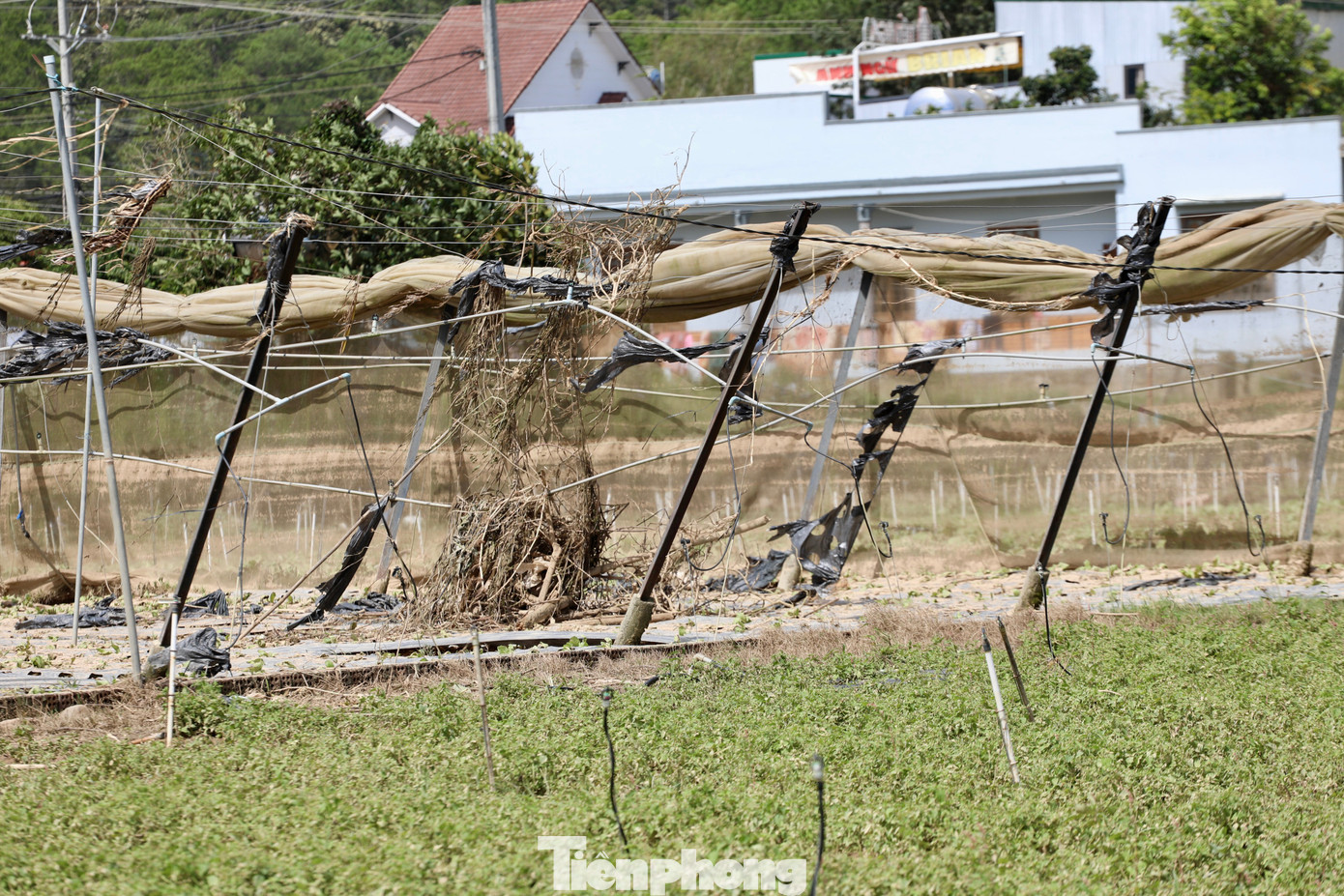 Tan hoang thủ phủ rau Lâm Đồng- Ảnh 6. Tan hoang thủ phủ rau Lâm Đồng- Ảnh 6.