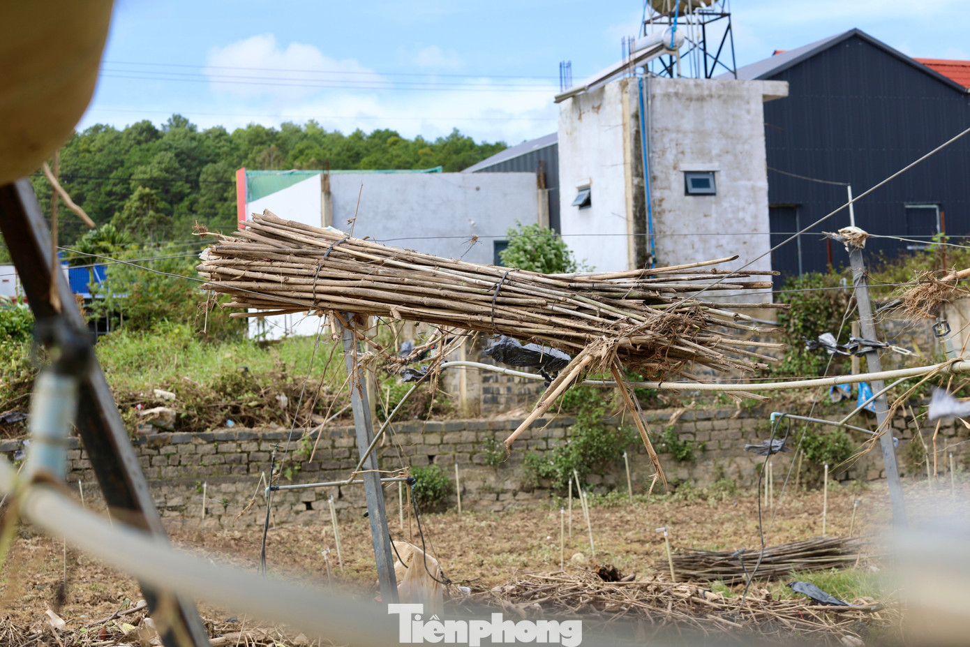 Tan hoang thủ phủ rau Lâm Đồng- Ảnh 7. Tan hoang thủ phủ rau Lâm Đồng- Ảnh 7.