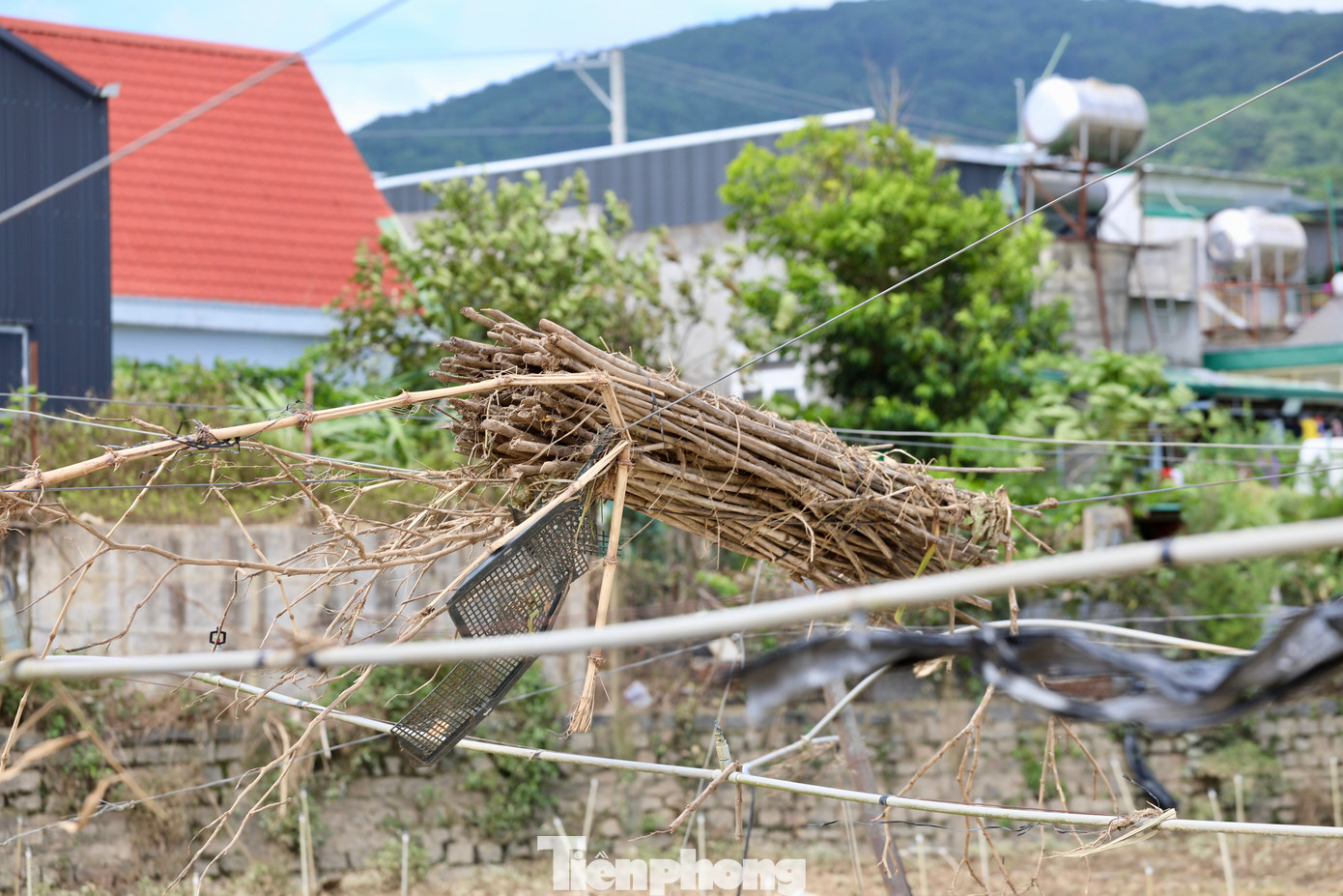 Tan hoang thủ phủ rau Lâm Đồng- Ảnh 14. Tan hoang thủ phủ rau Lâm Đồng- Ảnh 14.