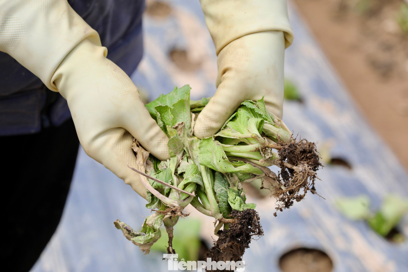 Tan hoang thủ phủ rau Lâm Đồng- Ảnh 32.