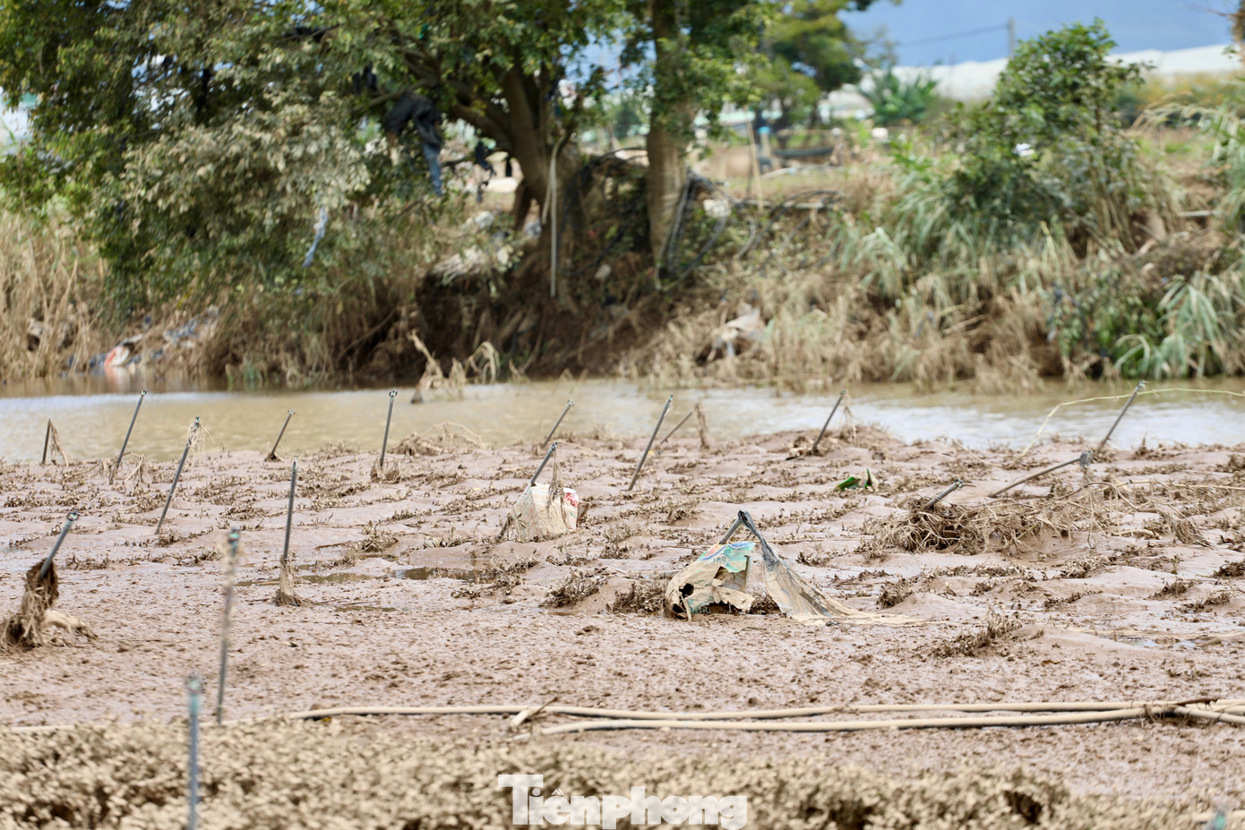 Tan hoang thủ phủ rau Lâm Đồng- Ảnh 24.