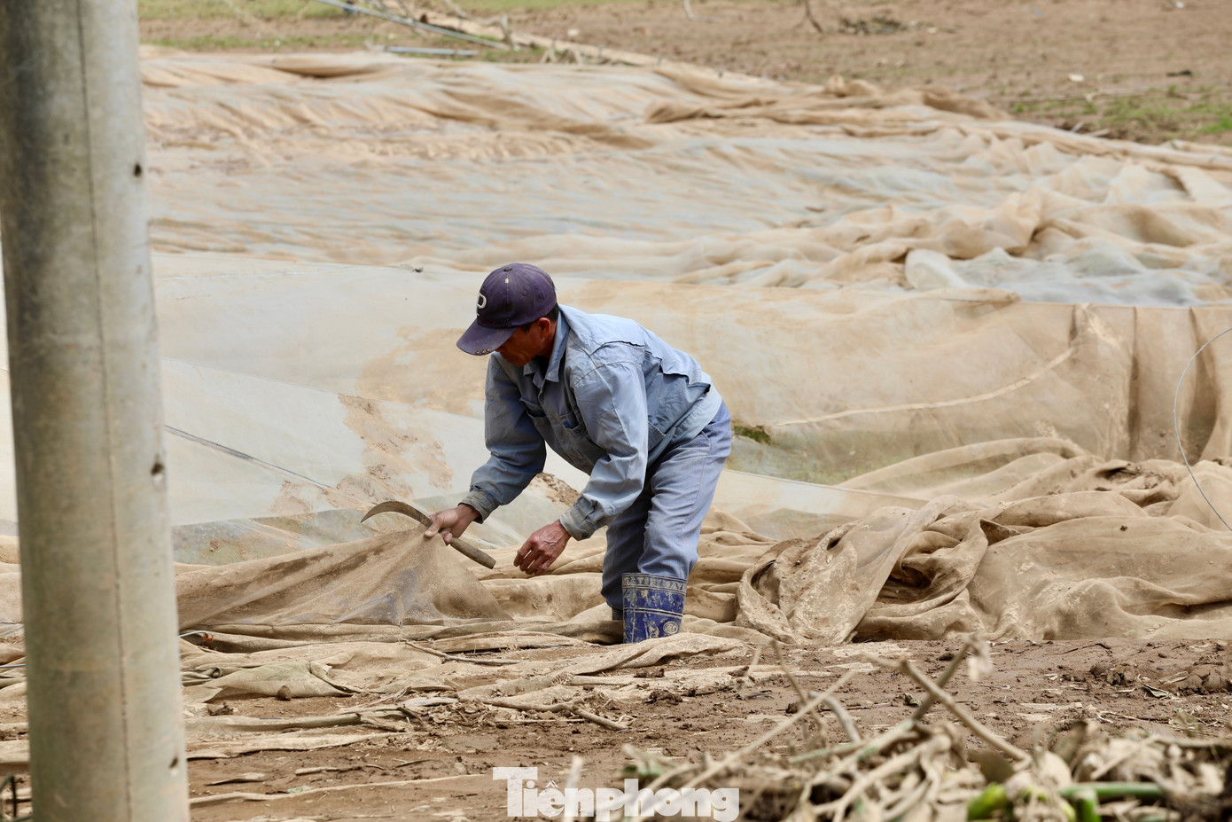 Tan hoang thủ phủ rau Lâm Đồng- Ảnh 30.