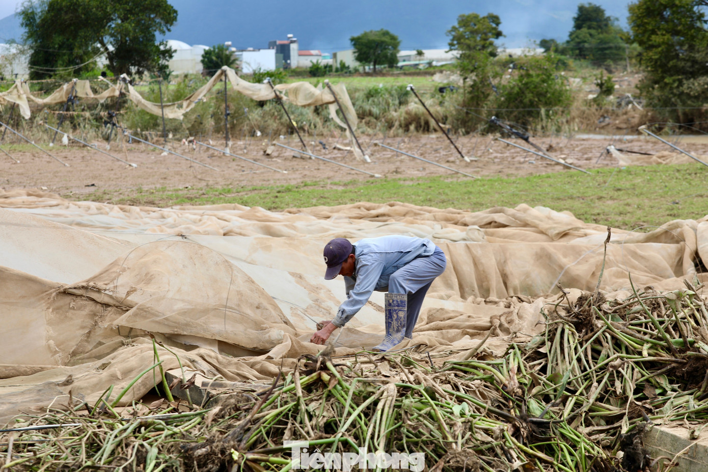Tan hoang thủ phủ rau Lâm Đồng- Ảnh 29.