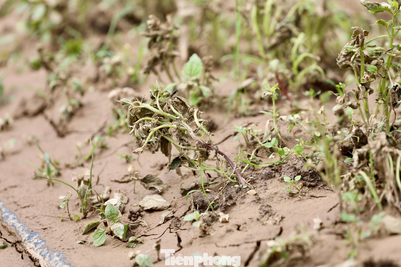 Tan hoang thủ phủ rau Lâm Đồng- Ảnh 34.
