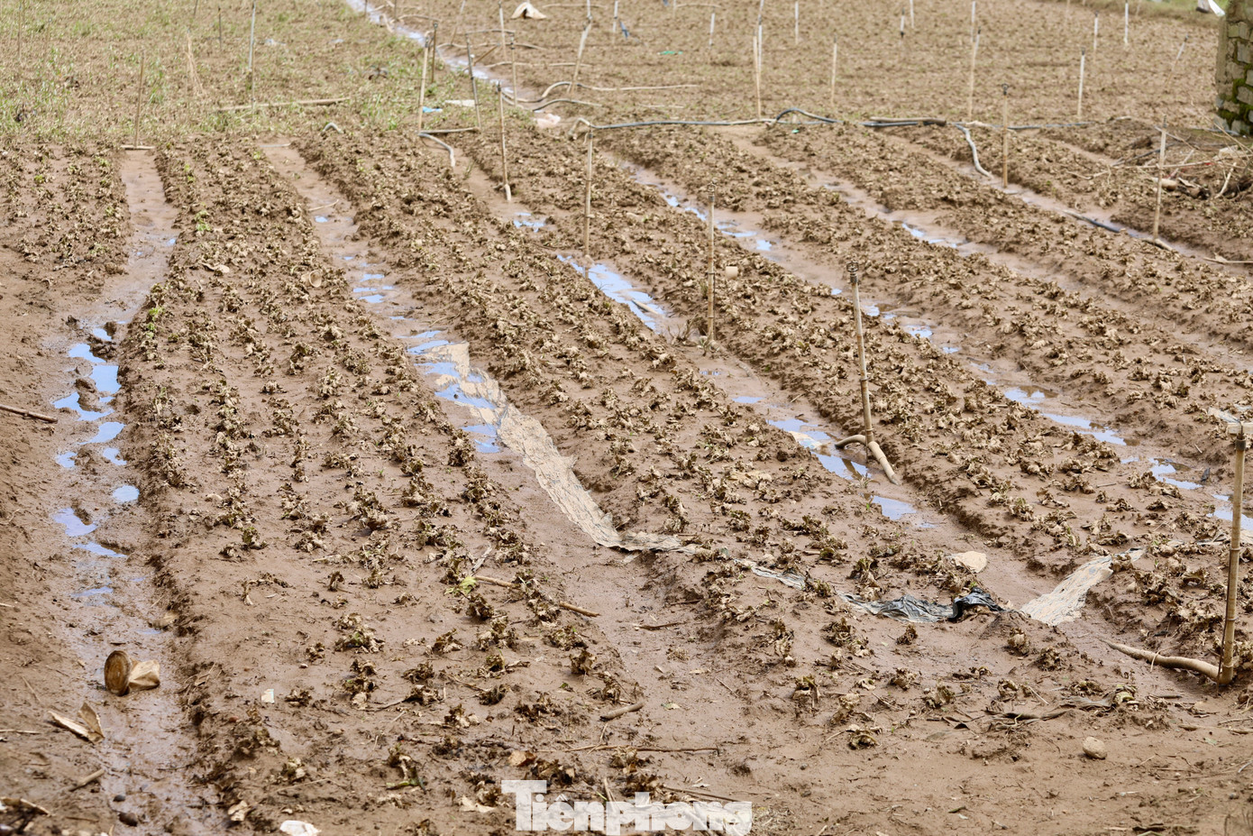 Tan hoang thủ phủ rau Lâm Đồng- Ảnh 18. Tan hoang thủ phủ rau Lâm Đồng- Ảnh 18.