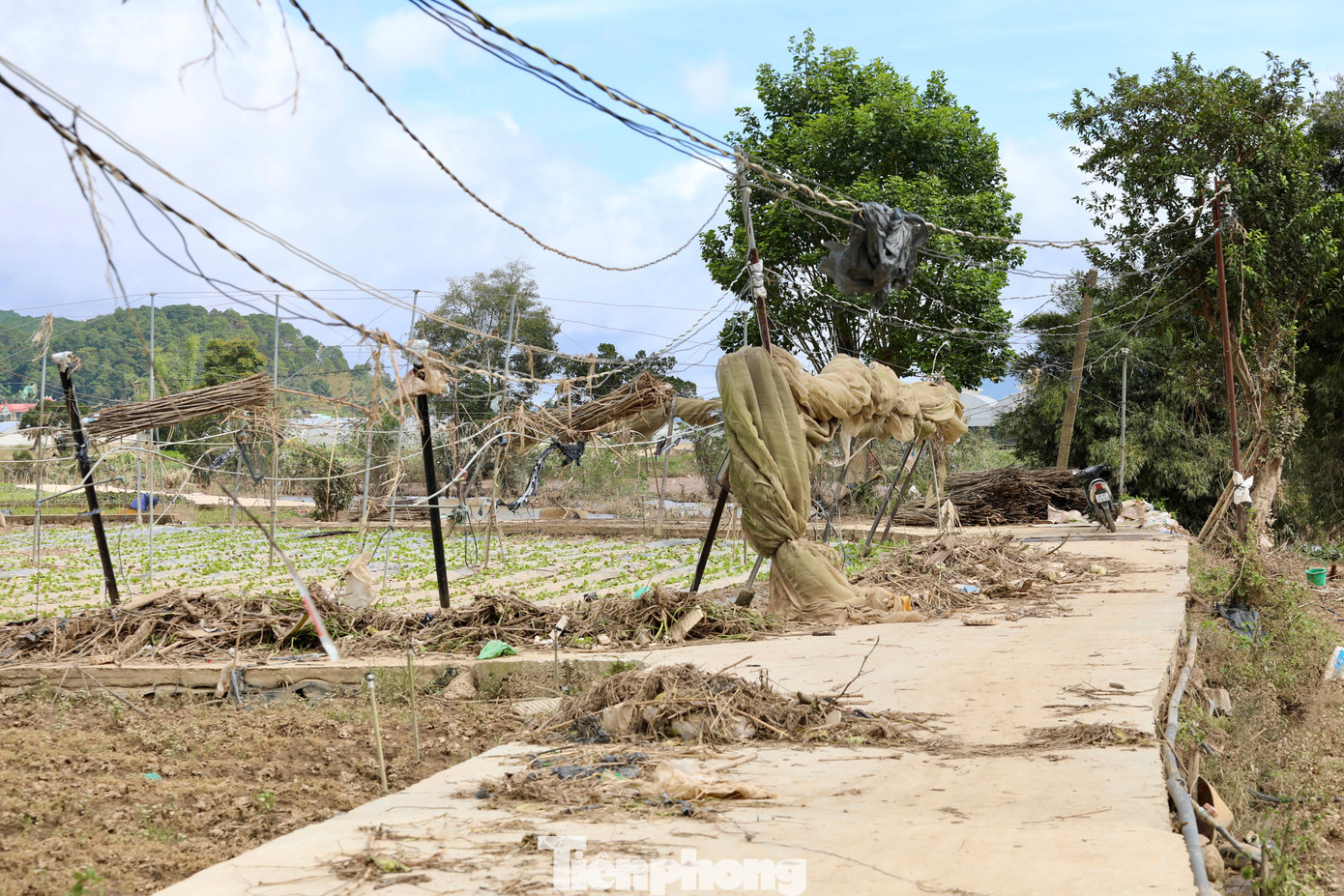 Tan hoang thủ phủ rau Lâm Đồng- Ảnh 9. Tan hoang thủ phủ rau Lâm Đồng- Ảnh 9.