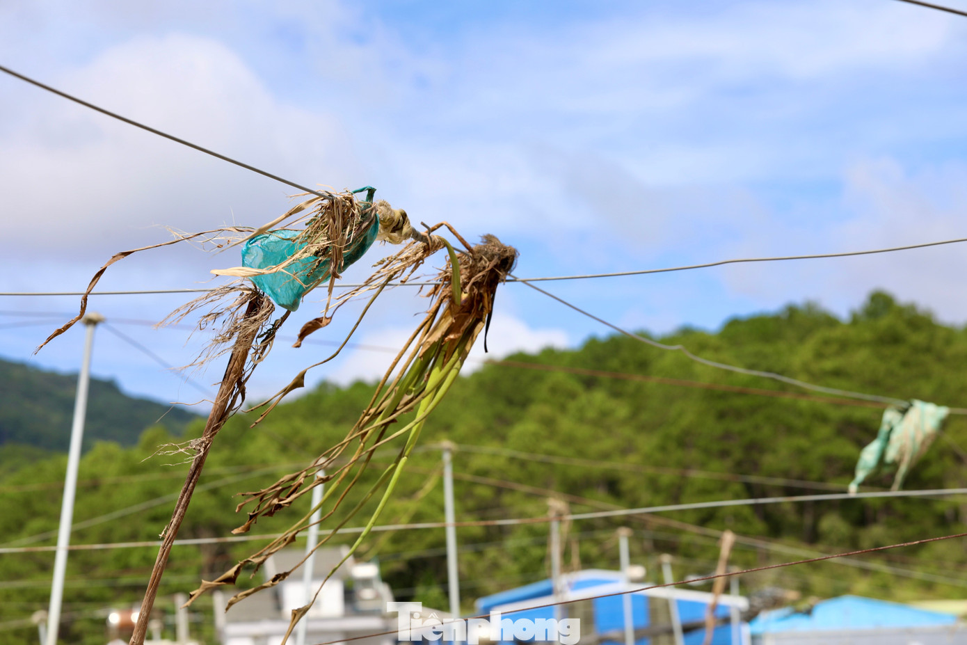 Tan hoang thủ phủ rau Lâm Đồng- Ảnh 12. Tan hoang thủ phủ rau Lâm Đồng- Ảnh 12.