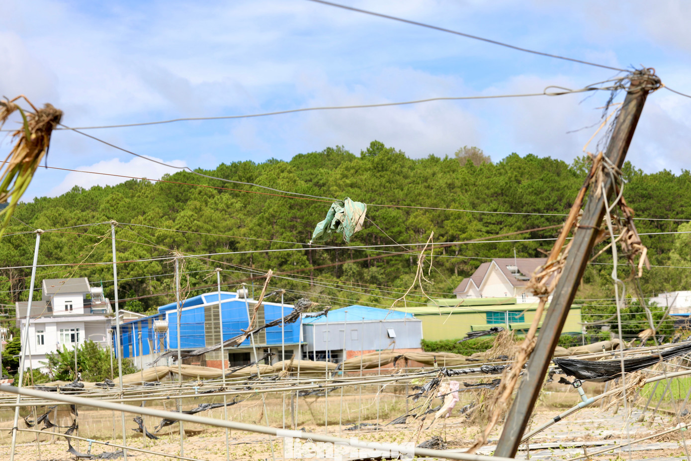 Tan hoang thủ phủ rau Lâm Đồng- Ảnh 13. Tan hoang thủ phủ rau Lâm Đồng- Ảnh 13.
