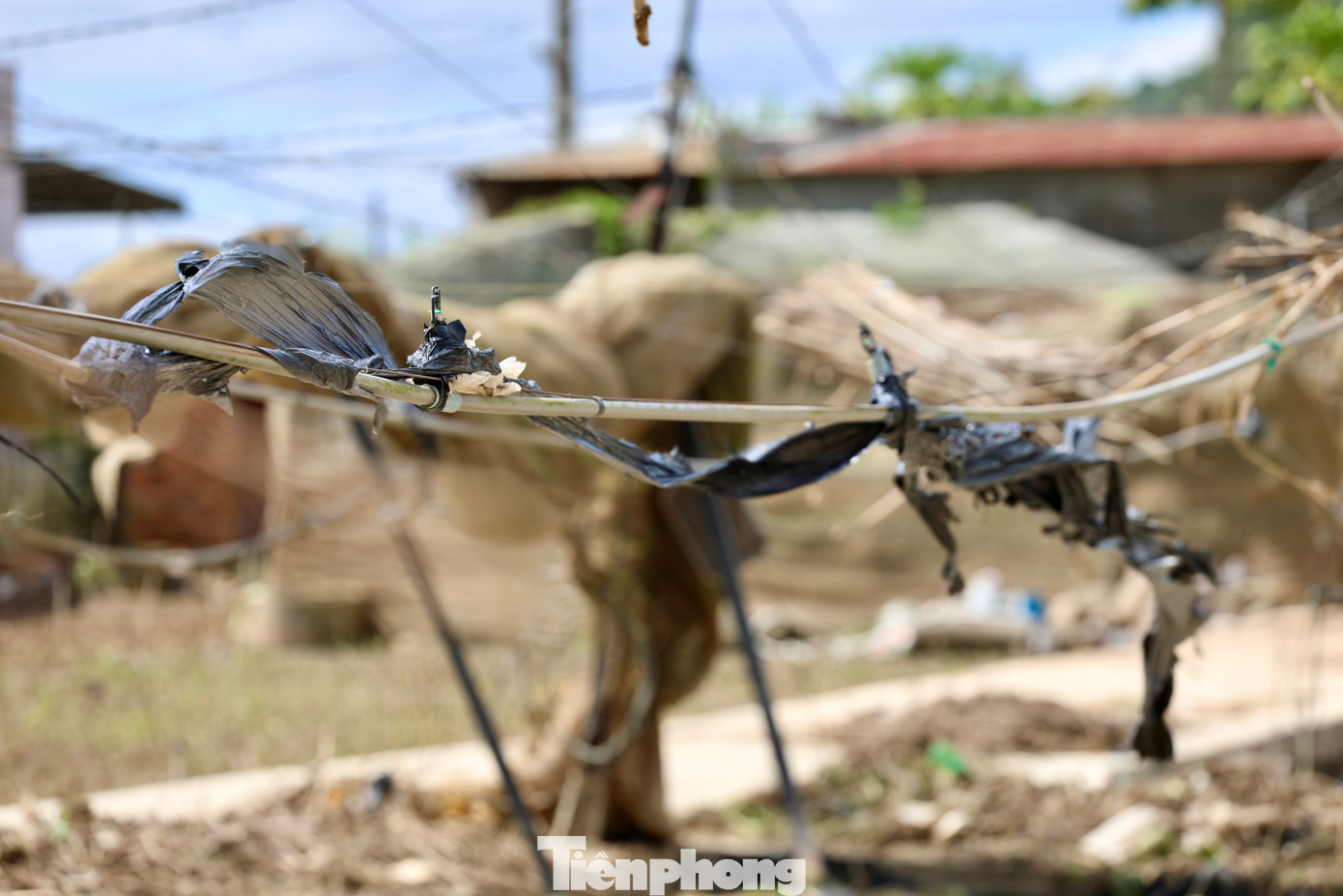 Tan hoang thủ phủ rau Lâm Đồng- Ảnh 11. Tan hoang thủ phủ rau Lâm Đồng- Ảnh 11.