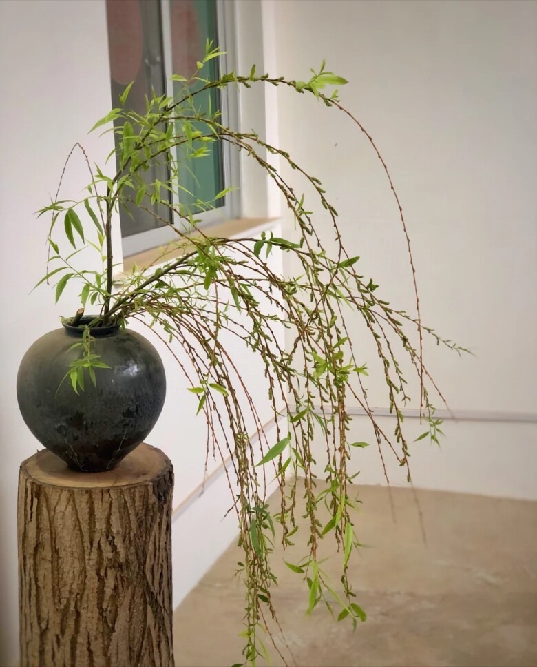 4 cây càng trồng càng rước họa, nhiều nhà vô tình phạm mà không biết- Ảnh 2.