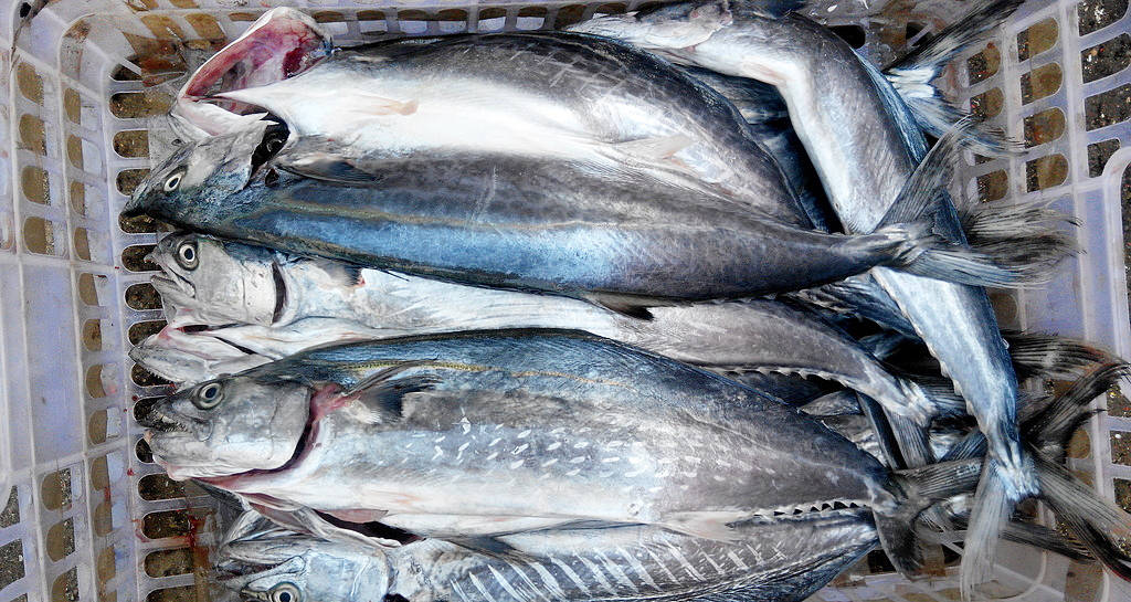 Ra chợ gặp 5 loại cá này thì mua ngay kẻo hết, toàn cá tự nhiên không thể nuôi nhân tạo, nhiều thịt, ít xương- Ảnh 1.