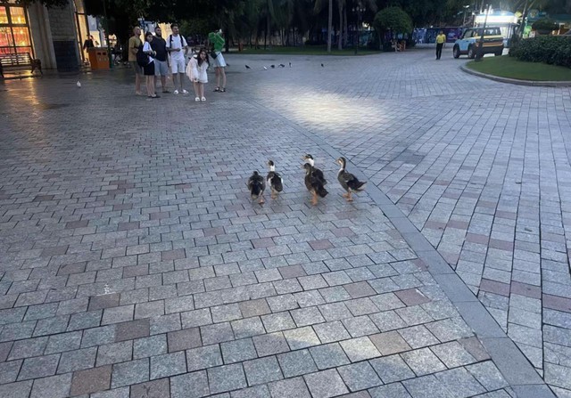 Đàn vịt bị lũ cuốn ở Nha Trang 