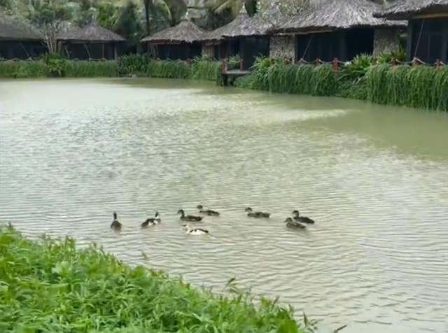 Đàn vịt bị lũ cuốn ở Nha Trang 