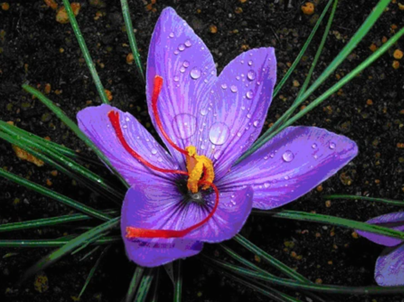 Loại cây cho nhụy hoa đắt bậc nhất hành tinh, Việt Nam trồng thành công: Cực tốt cho sức khỏe- Ảnh 1.