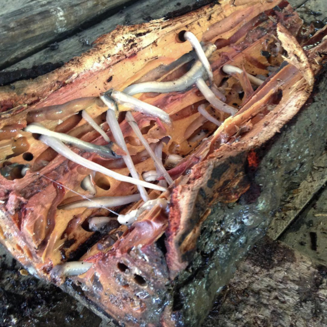 4 món đặc sản châu Á phải ăn tươi sống, Việt Nam cũng "góp mặt" một món- Ảnh 1.