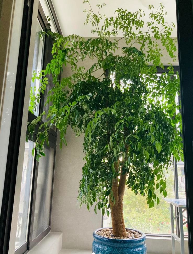 4 cây càng trồng càng rước họa, nhiều nhà vô tình phạm mà không biết- Ảnh 4.