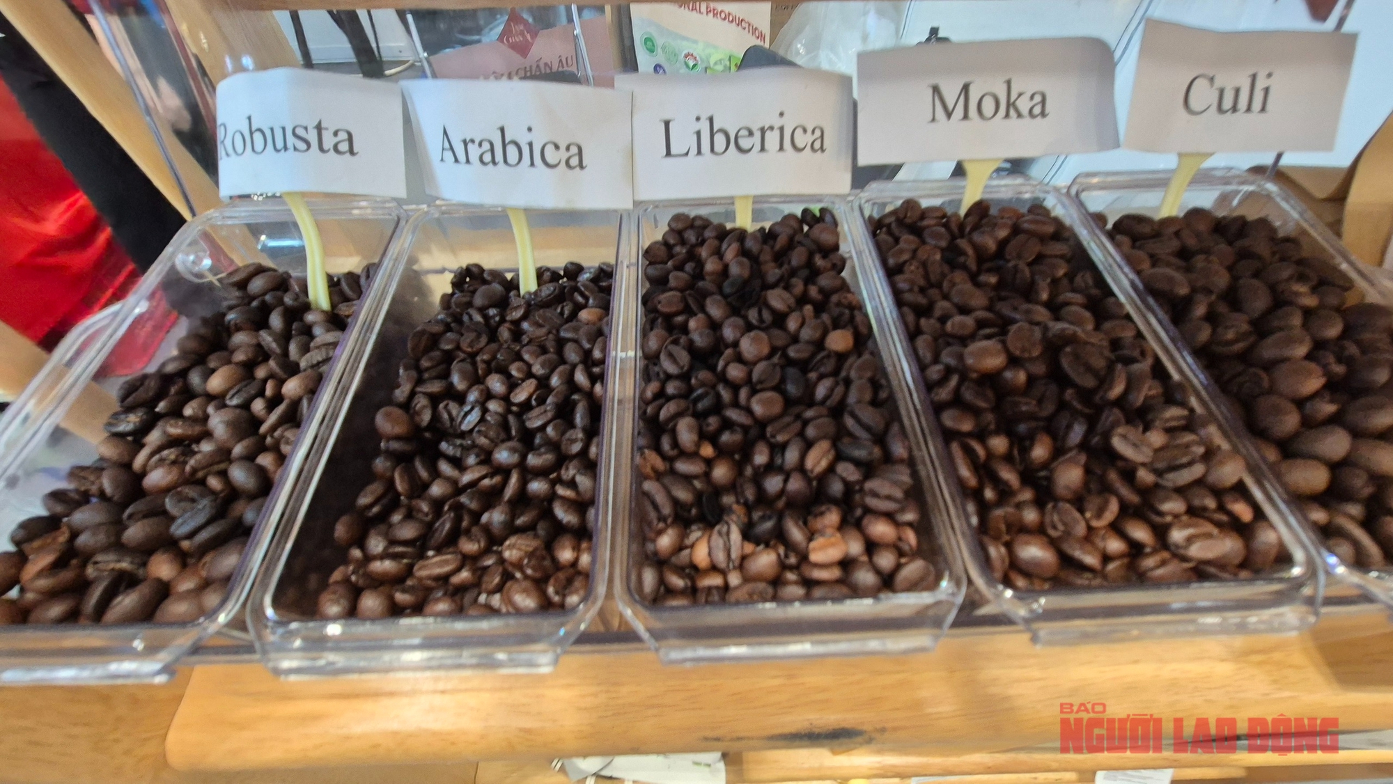 Giá cà phê hôm nay 26-11: Tăng 3 con số trở lại- Ảnh 1.