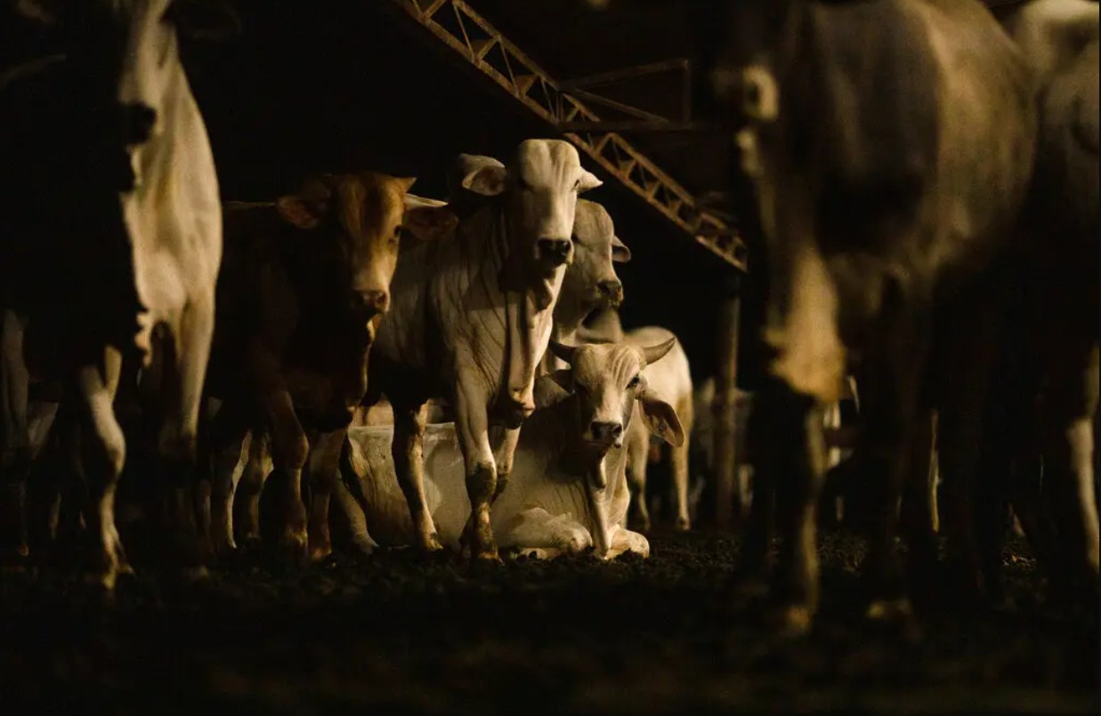 Bóc trần loại thịt bò "thân thiện với khí hậu": Những "gã khổng lồ" ngành thực phẩm đang cố "màu mè" để móc túi người tiêu dùng- Ảnh 2. Bóc trần loại thịt bò "thân thiện với khí hậu": Những "gã khổng lồ" ngành thực phẩm đang cố "màu mè" để móc túi người tiêu dùng- Ảnh 2.