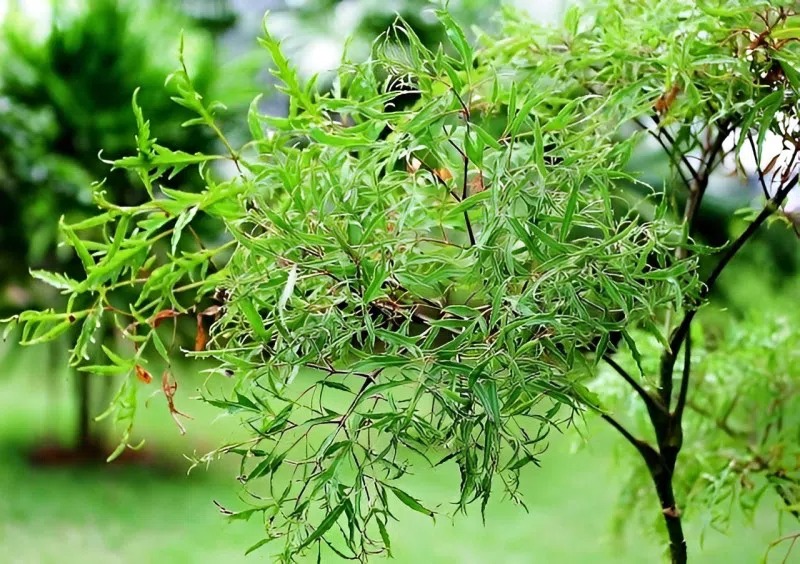 Loài cây này quý như vàng ròng: Lá là nhân sâm, càng trồng lâu càng thịnh vượng- Ảnh 1.