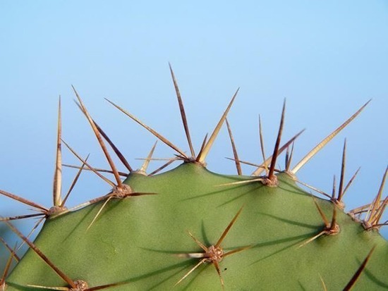 4 cây càng trồng càng rước họa, nhiều nhà vô tình phạm mà không biết- Ảnh 1.